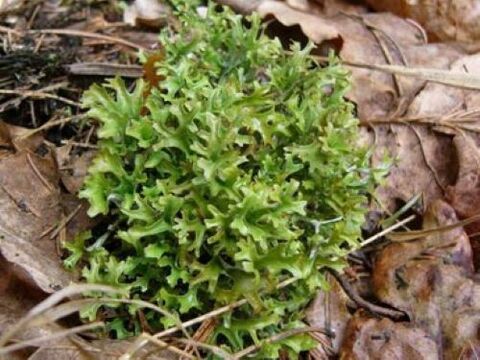 cetraria z parazitů v těle