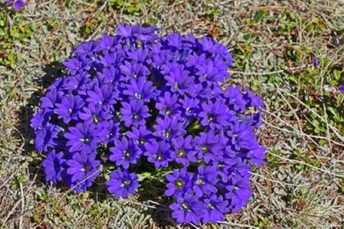 kořen horečky z parazitů v těle