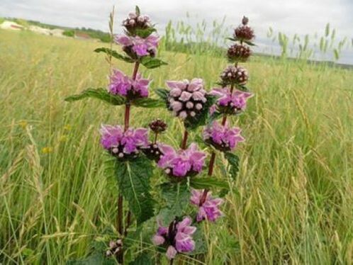 rostlina železné rudy z parazitů v těle