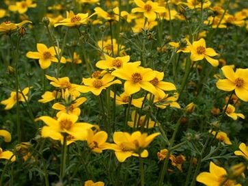 řada parazitů v těle