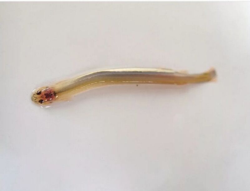 Wandellia vousatá - nebezpečná parazitická ryba