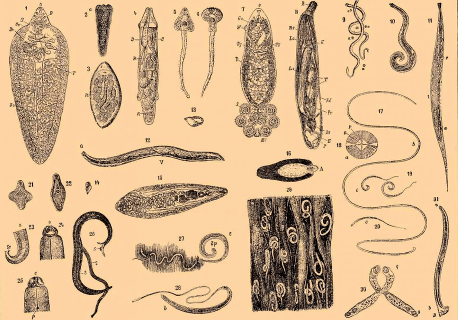Druhy červů žijících v těle