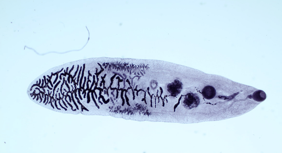 Parazit z třídy motolic (trematod)